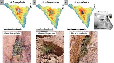 Population status, habitat preferences and predictive current and future distributions of three endangered Silene species under changing climate